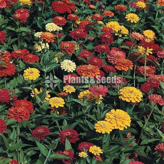 FLOWER SEEDS