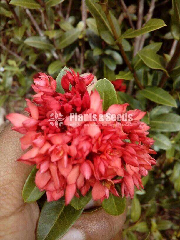 Ixora ( ඉක්සොරා )