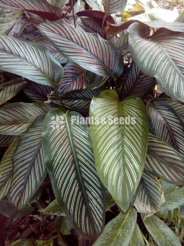 Aglaonema ( ඇග්ලොනිමා වර්ග )