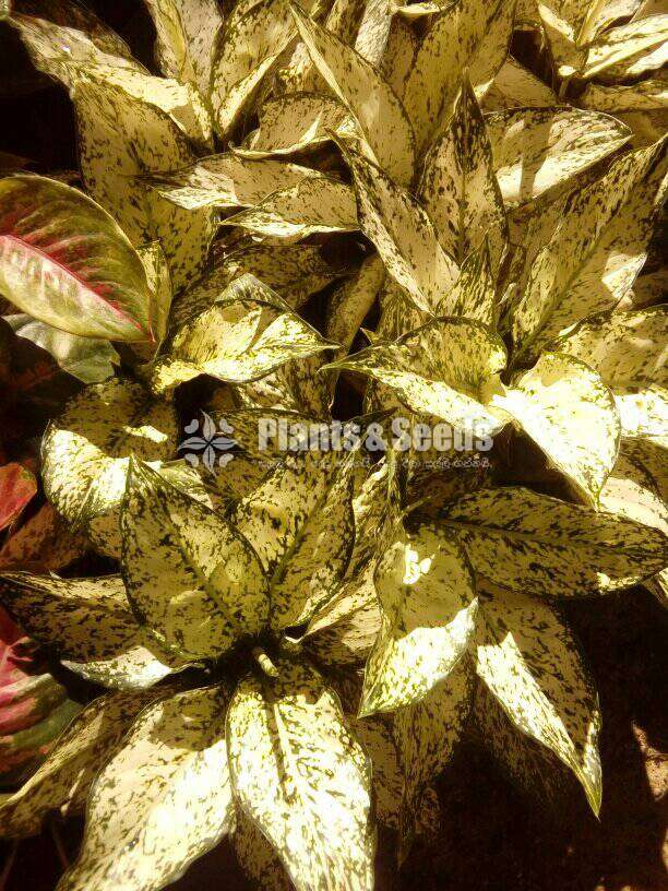 Aglaonema ( ඇග්ලොනිමා වර්ග )