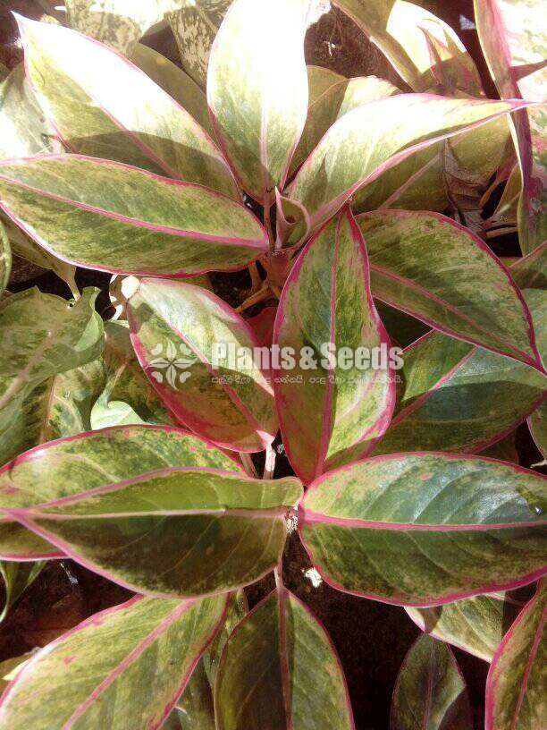 Aglaonema ( ඇග්ලොනිමා වර්ග )