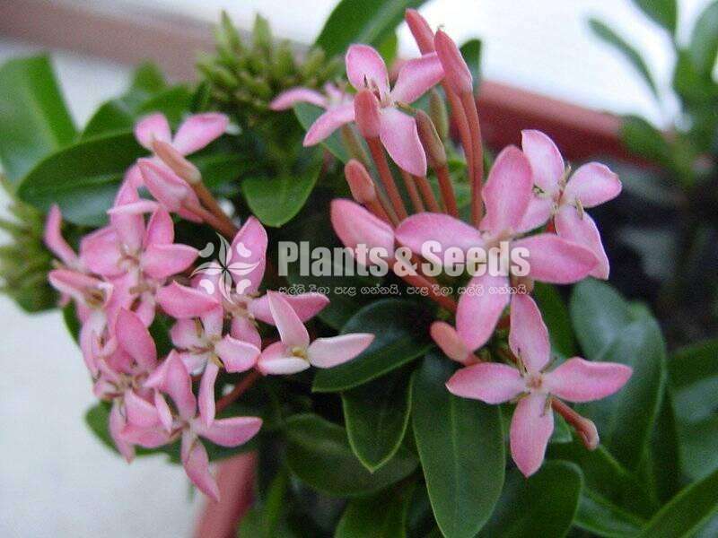 Ixora ( ඉක්සොරා )