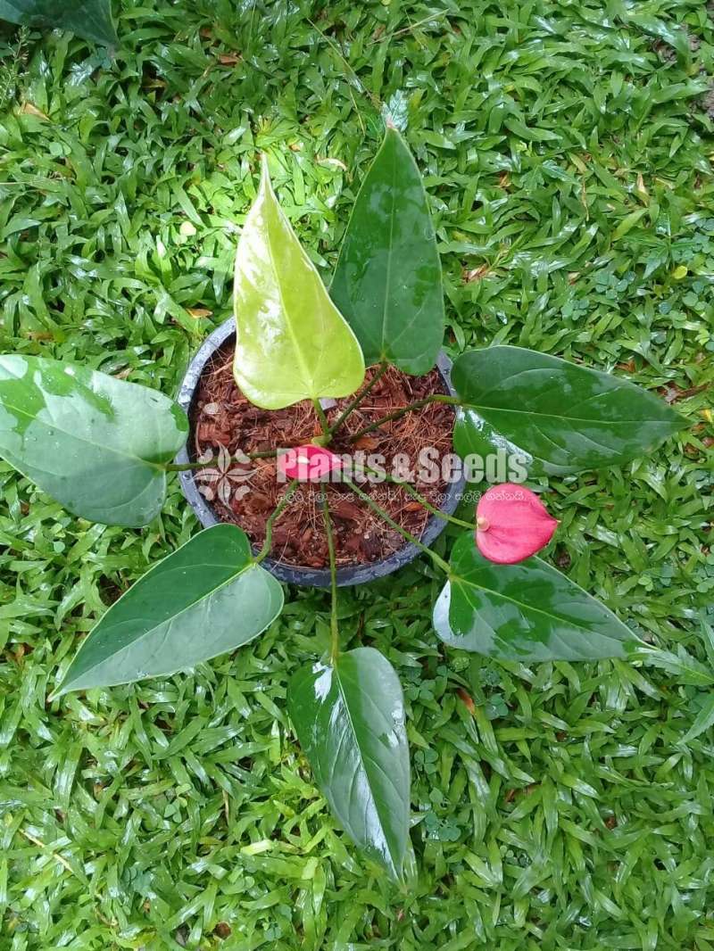 Lady jane (මල් සහිත කට් size පැල)