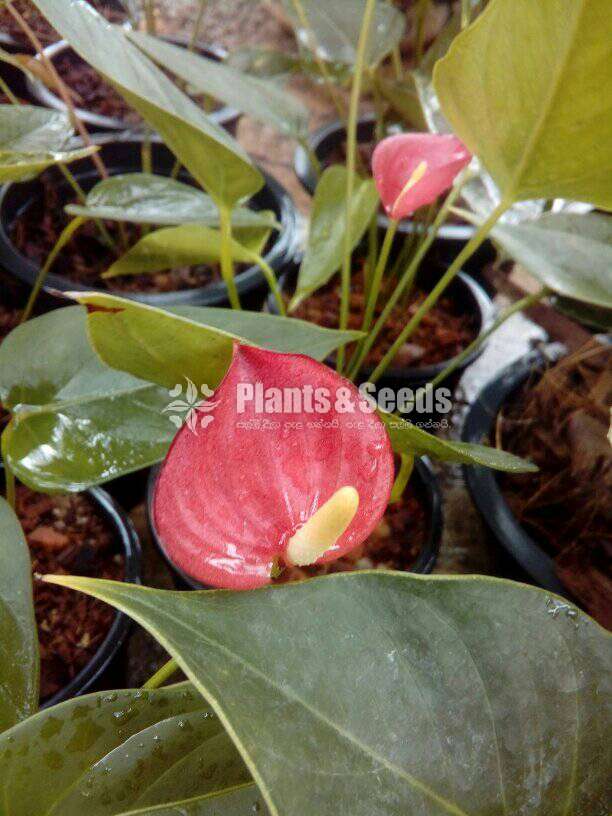 Lady jane (මල් සහිත කට් size පැල)