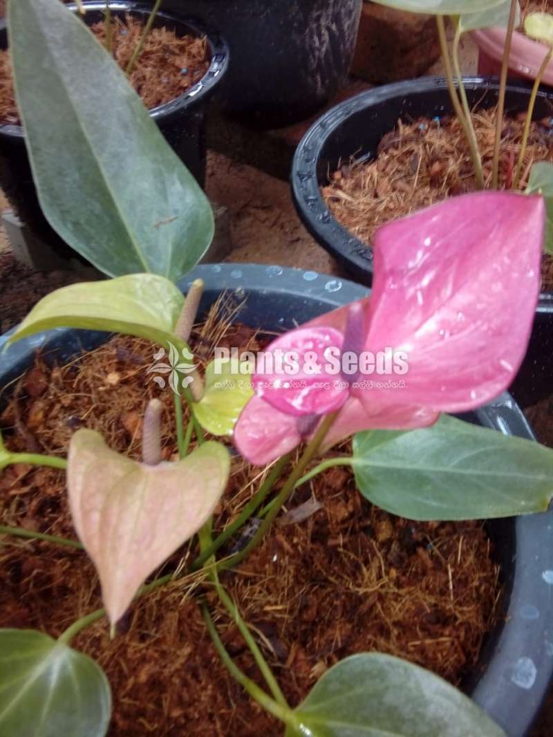 CIrano anthurium (සිරානෝ)