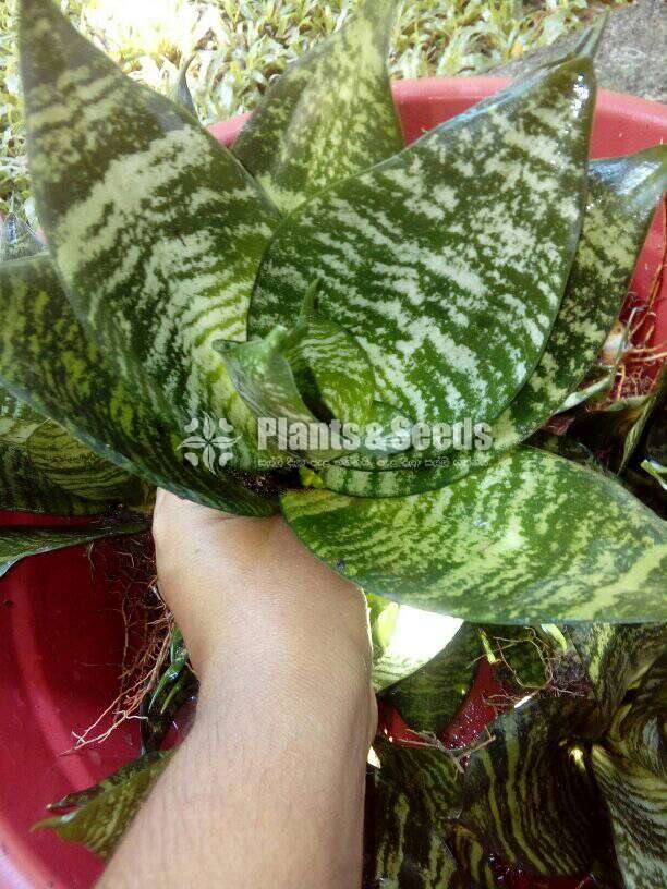 Sansevieria bird nest