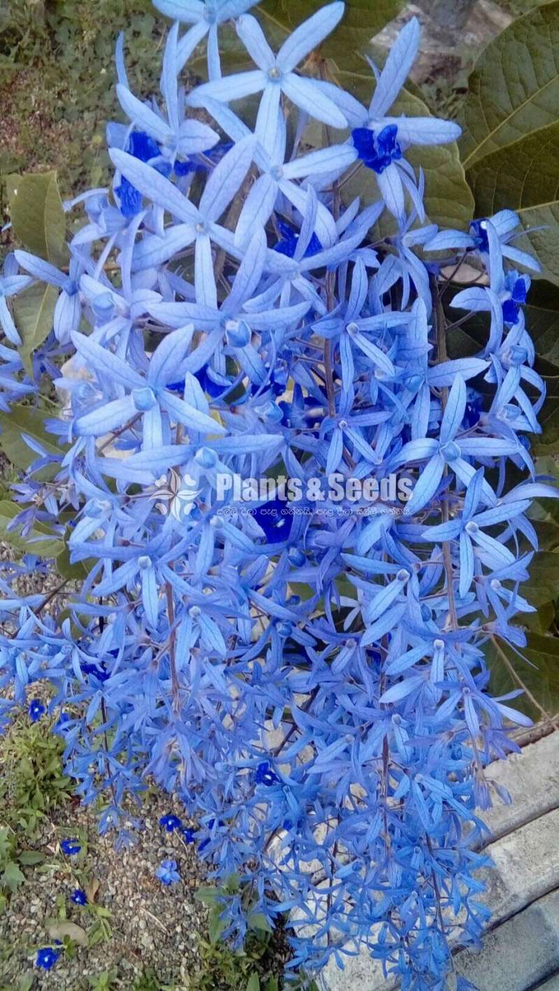 Flower plants