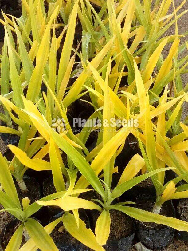 Golden plant (ගොල්ඩන් පපල් )
