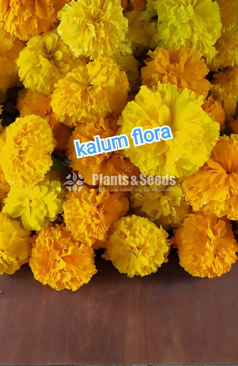 Daspethiya (දාස්පෙතියා )