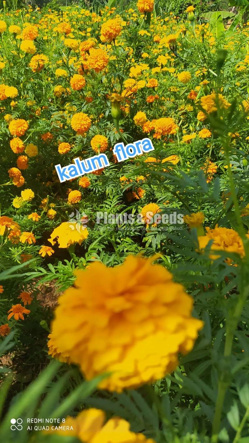 Daspethiya (දාස්පෙතියා )