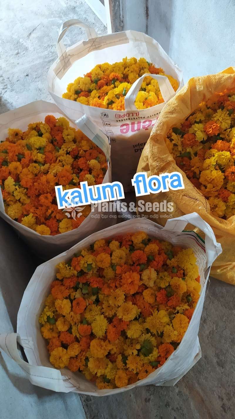 Daspethiya (දාස්පෙතියා )