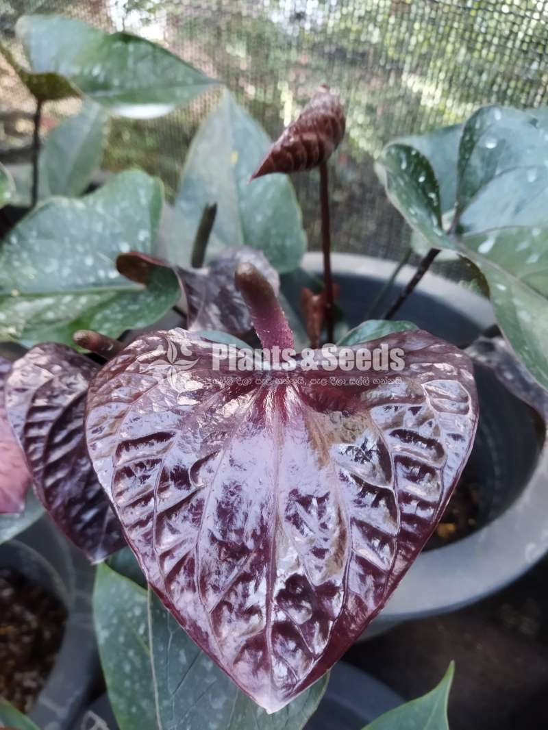 Bankok anthurium package
