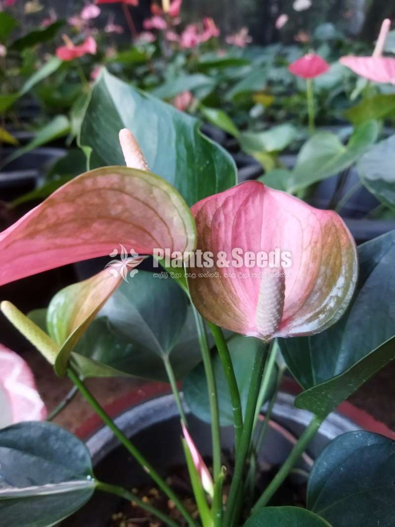 Bankok anthurium package