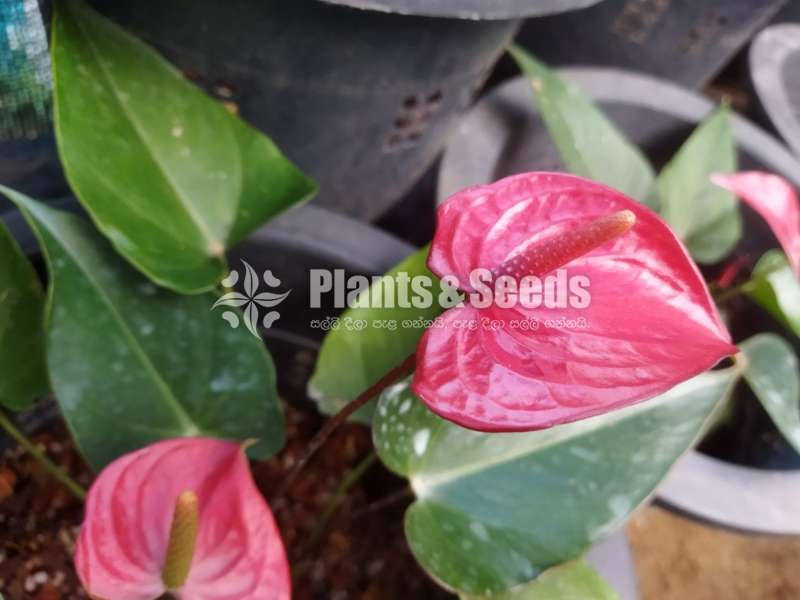 Bankok anthurium package
