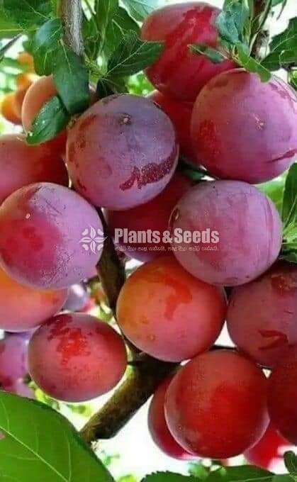Plums plants ( ප්ලම්ස් )