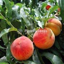 Peaches plants (පීචස් )