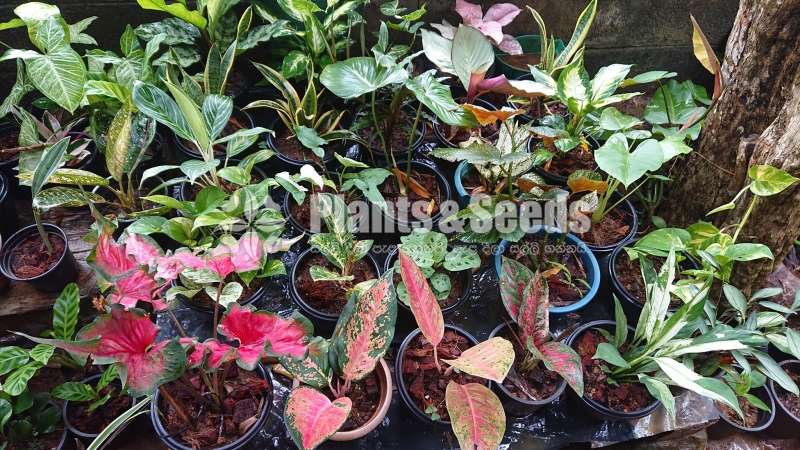 Aglaonema ( ඇග්ලොනිමා වර්ග )