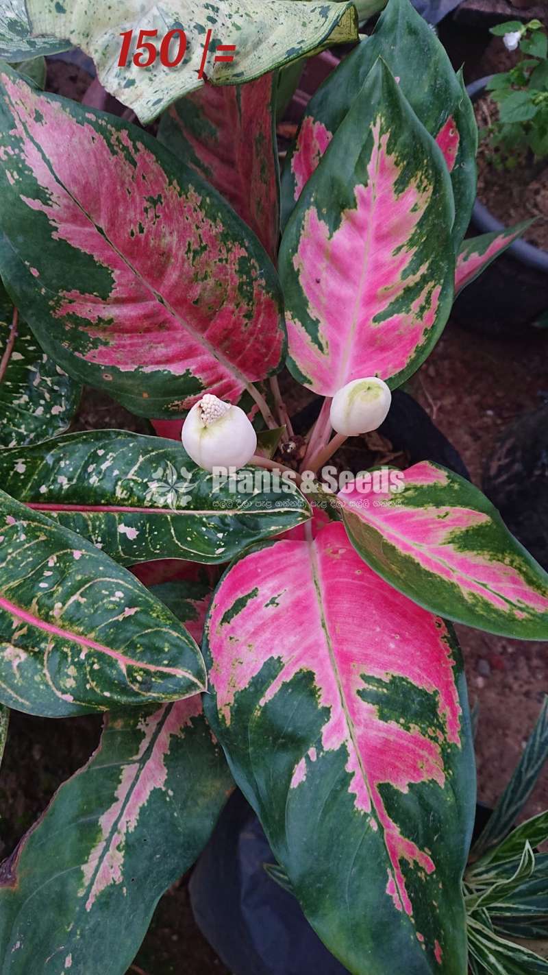 Aglaonema ( ඇග්ලොනිමා වර්ග )