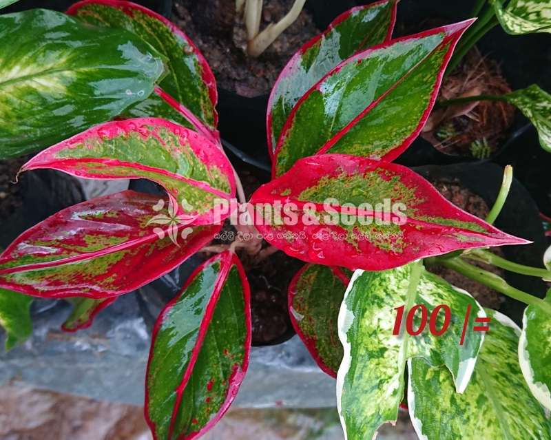 Aglaonema ( ඇග්ලොනිමා වර්ග )