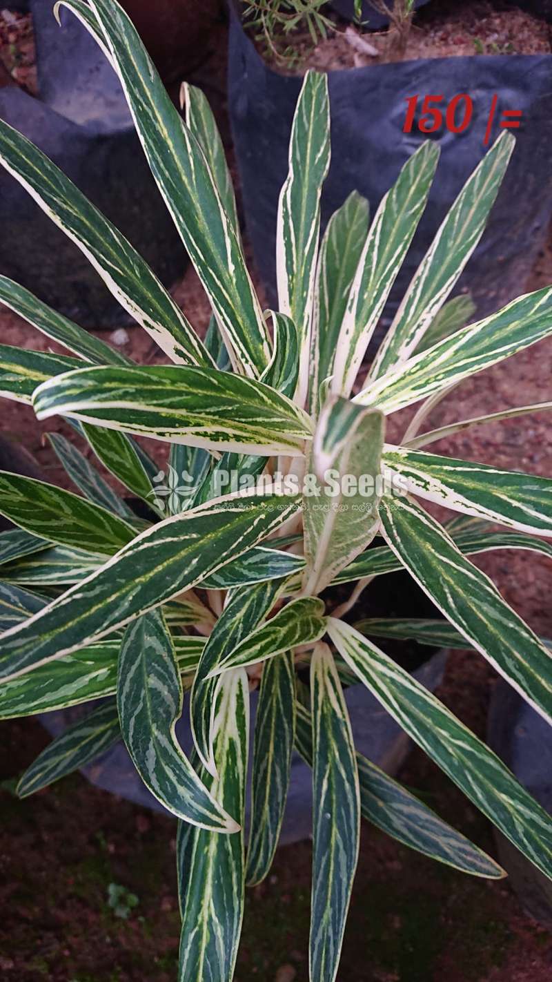 Aglaonema ( ඇග්ලොනිමා වර්ග )