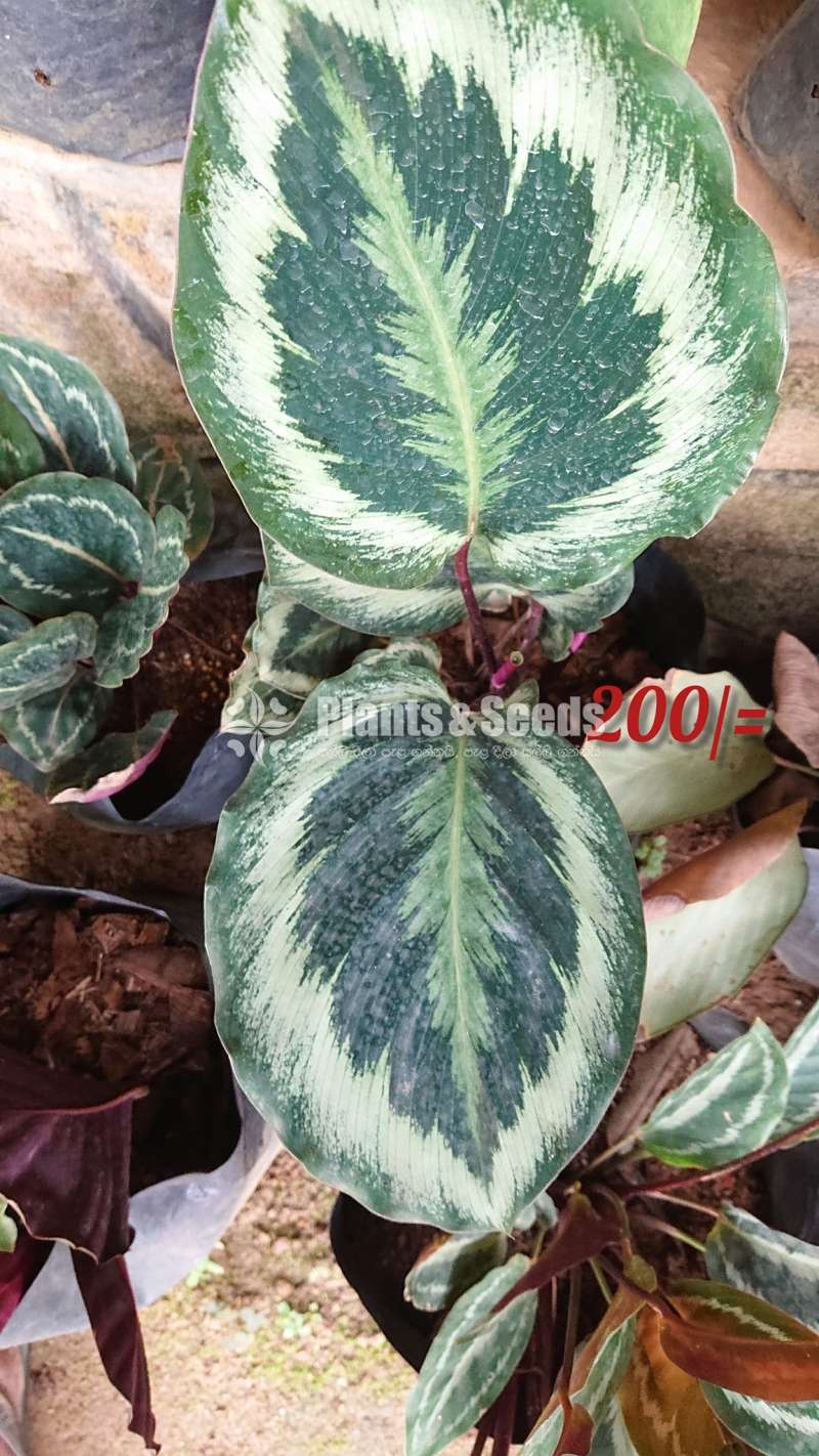 Calatheya plants for sale