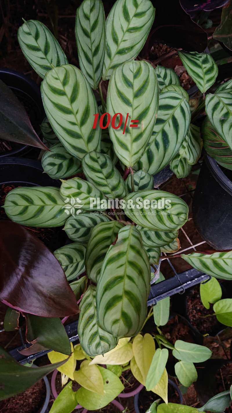 Calatheya plants for sale
