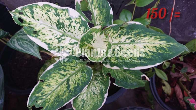 Calatheya plants for sale