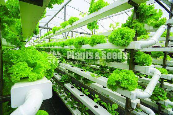 Low space garden (HYDROPONIC SYSTEM)