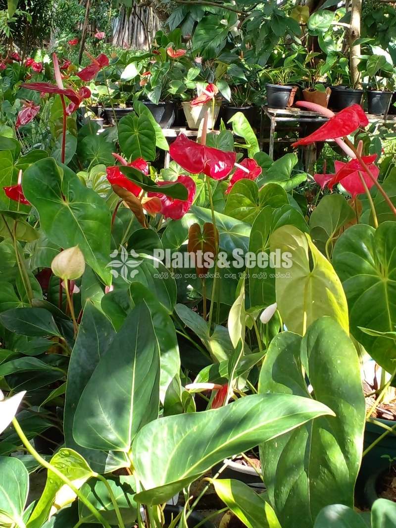 Local Anthurium (දේශීය ඇන්තුරියම් )