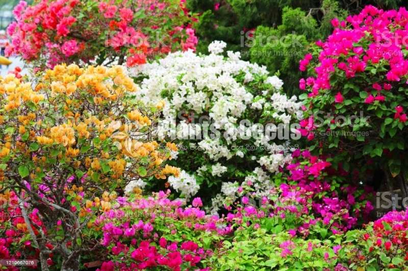 Bougainvillea plants for sale