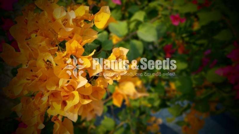 Bougainvillea plants for sale