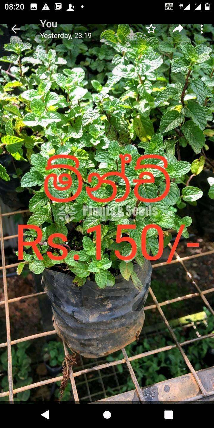 Herbal plants ( ඖෂධ පැළ )