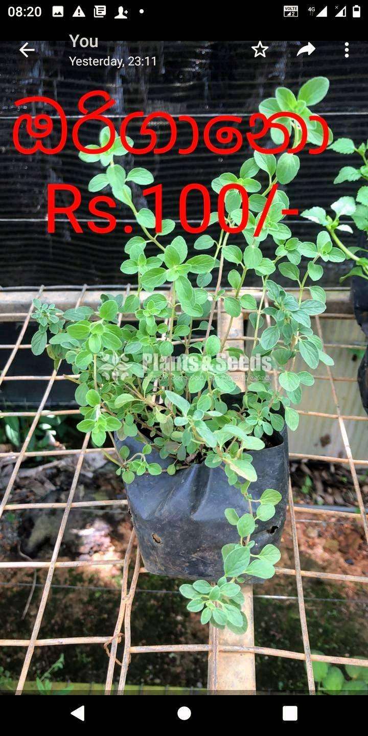 Herbal plants ( ඖෂධ පැළ )