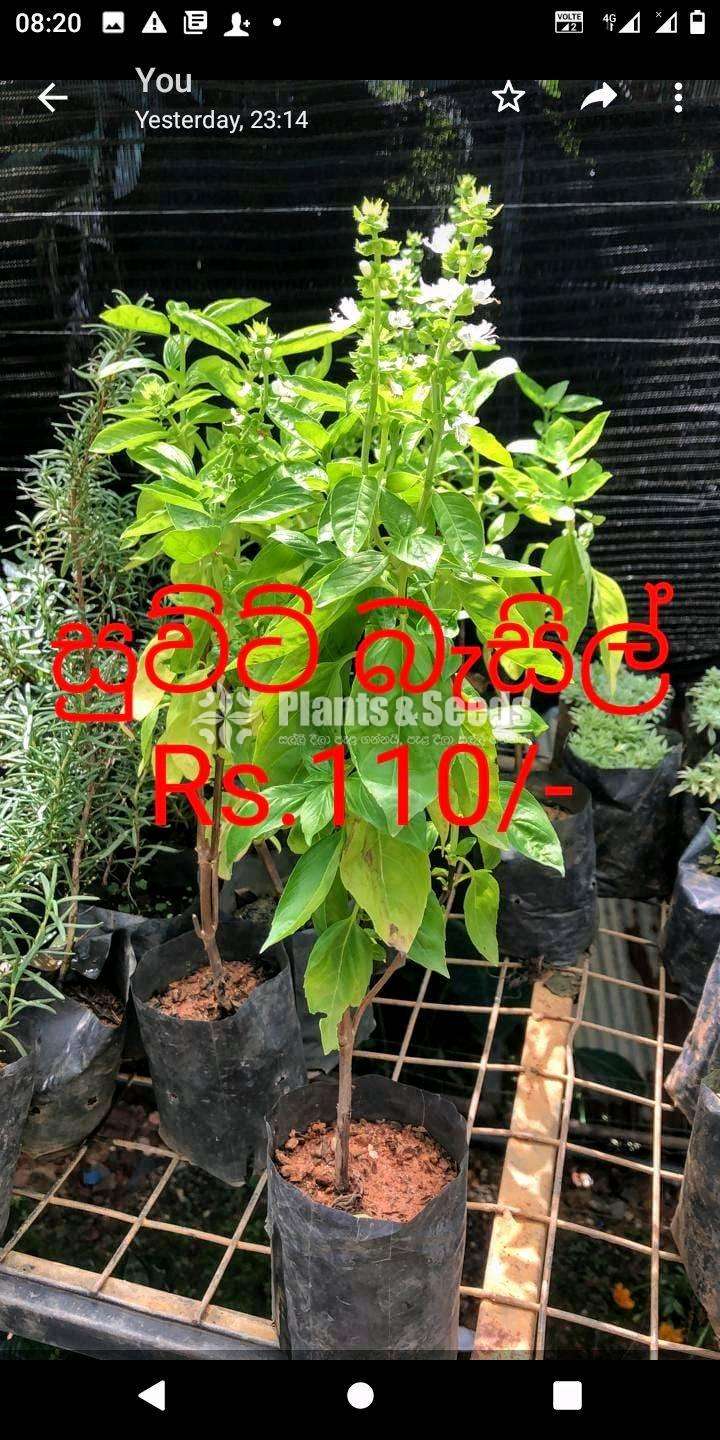 Herbal plants ( ඖෂධ පැළ )