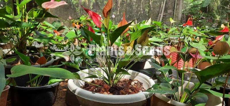 Million flower anthurum (මිලියන් ඇන්තුරියම් )