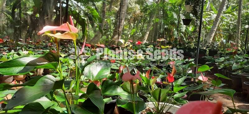 Million flower anthurum (මිලියන් ඇන්තුරියම් )