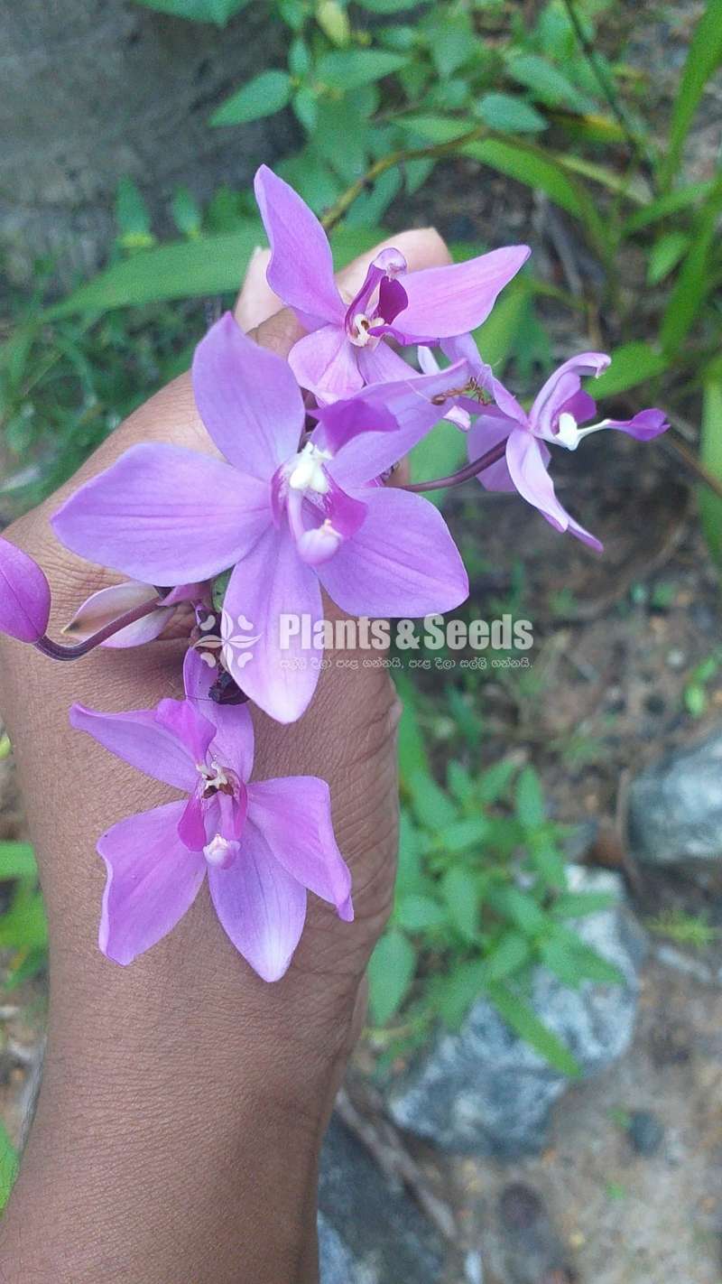 Ground Orchids (ග්‍රවුන්ඩ් ඔර්කිඩ් )