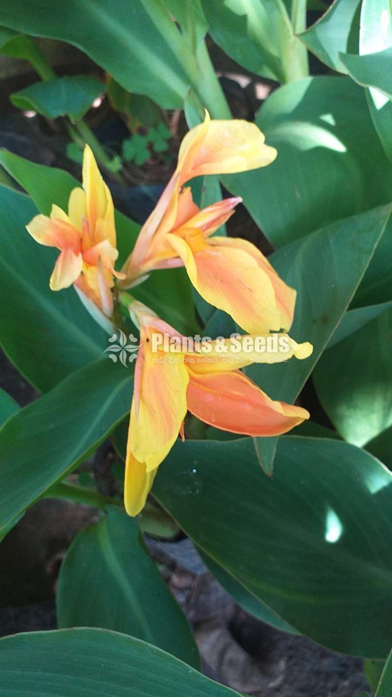 Baby Canas (බේබි කැනාස්)