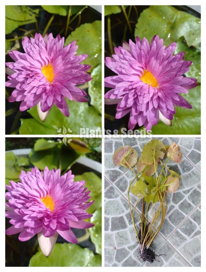  KOH පදුරු (Water plants)