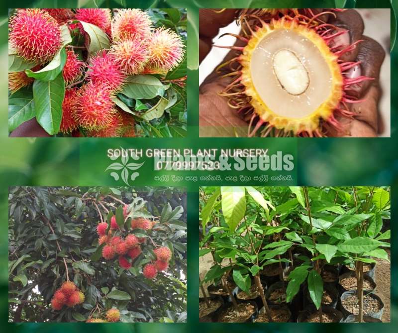 මල්වාන ස්පෙශල් රඹුටන් (Rabutan)