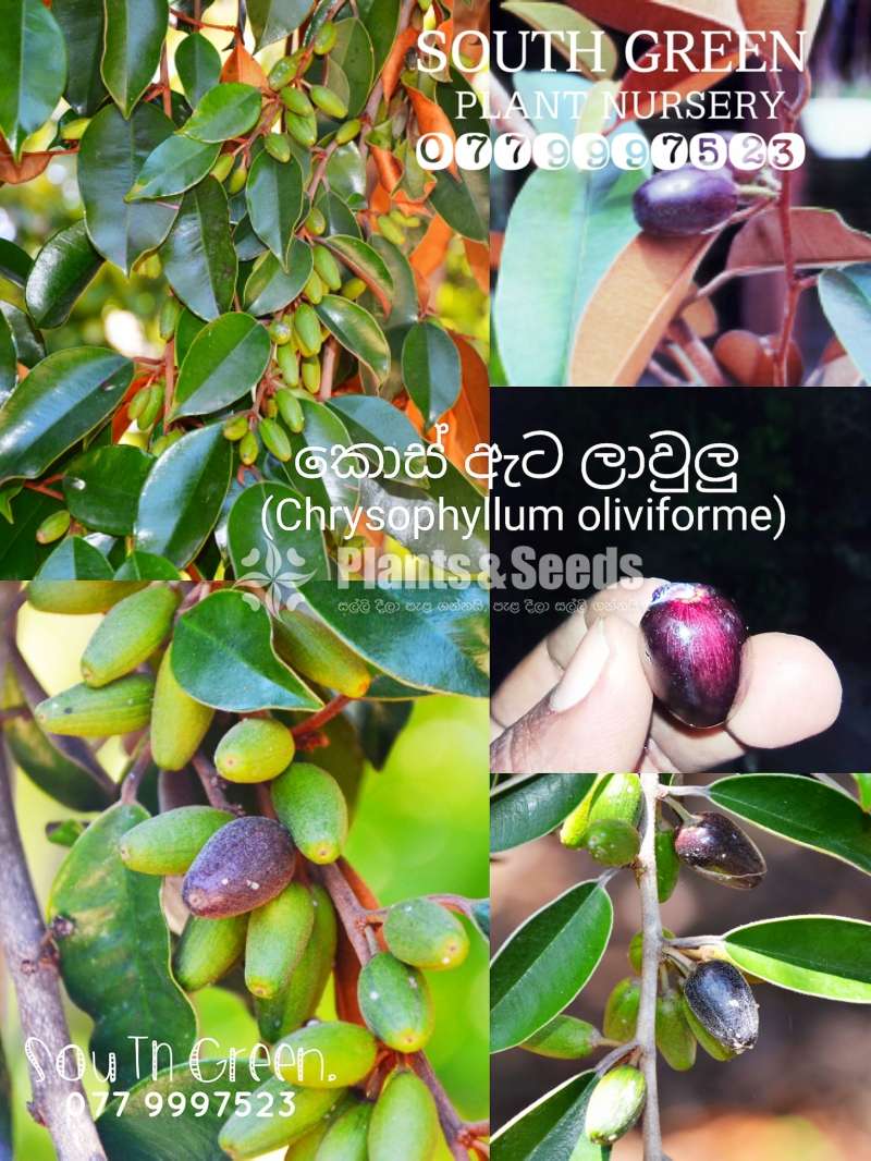 කොස්ඇට ලාවලු (Kosata lawalu)