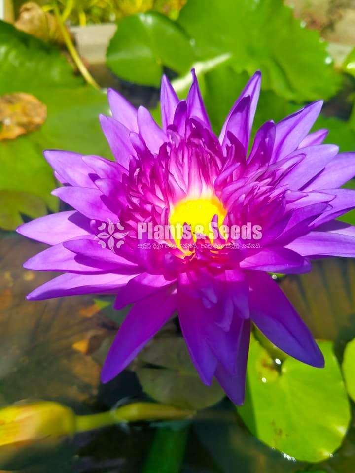 Siam water lily (සියාම් මල් සහිත පදුරු)