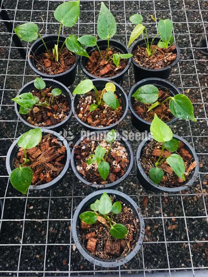 Anthurium Flash ( ෆ්ලෑශ් )
