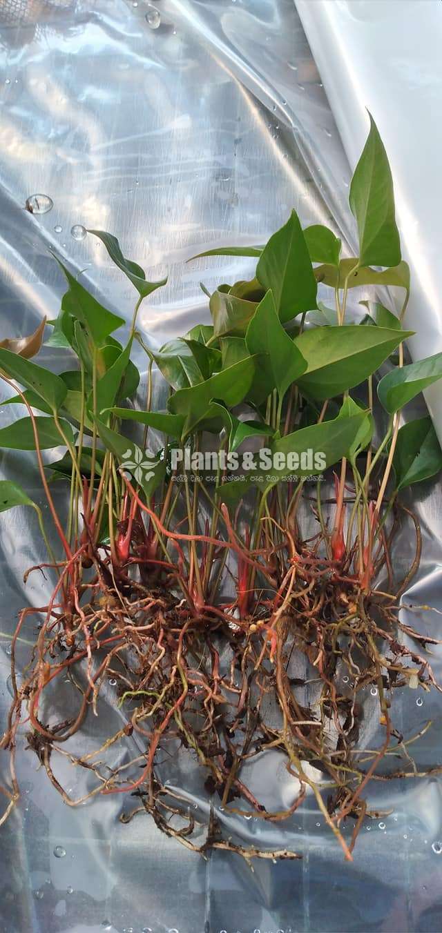  Pinky jane plants (පින්කි ජේන් පැල )