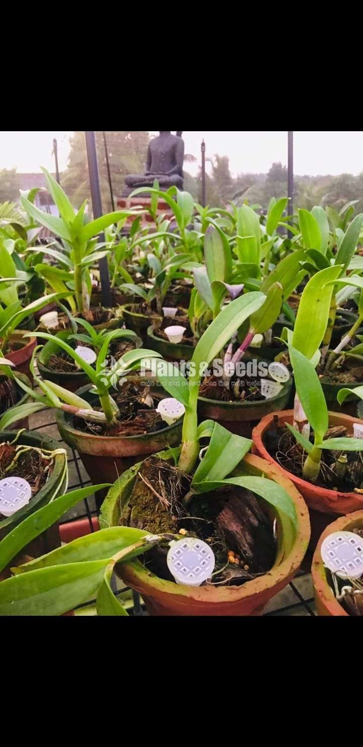 Dendrobium (වර්ණ මිශ්‍ර ඩෙන්ඩ්‍රෝබියම් පැල)