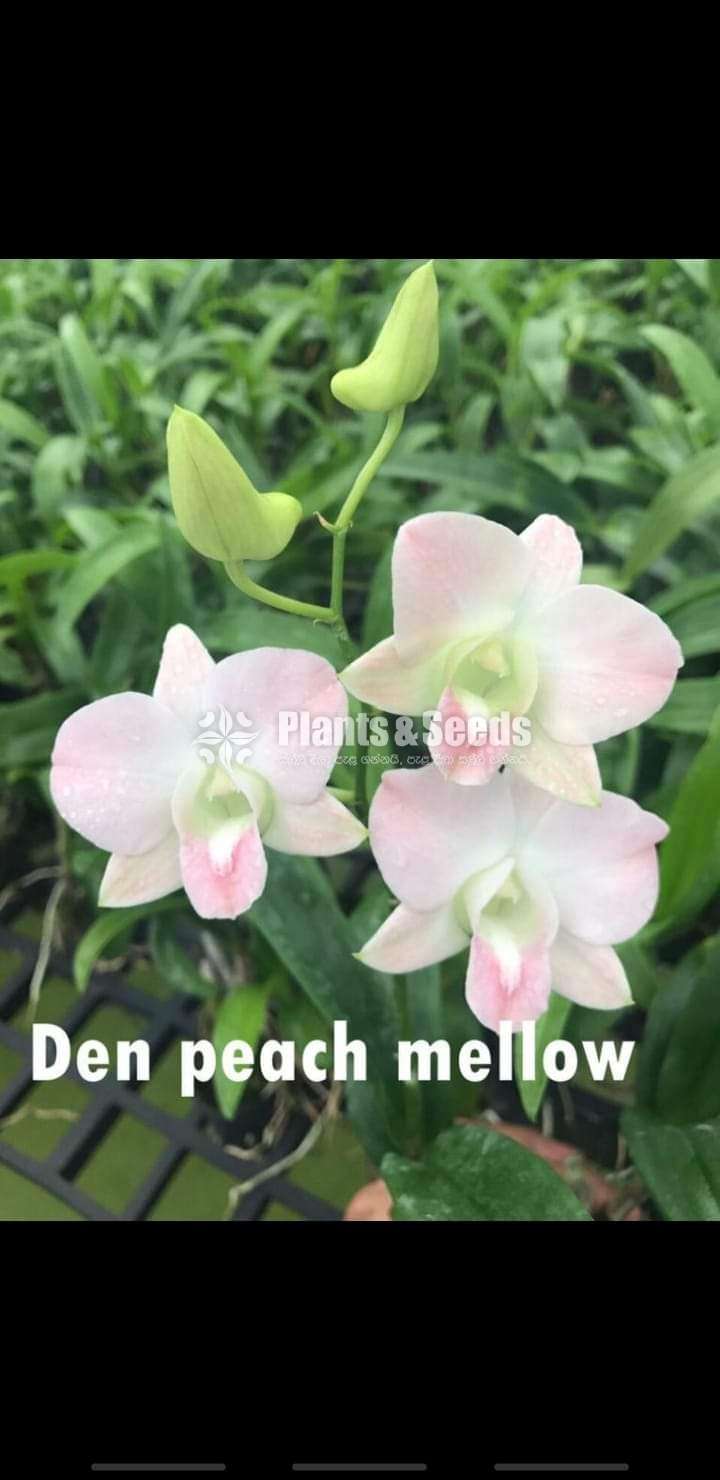 Dendrobium (වර්ණ මිශ්‍ර ඩෙන්ඩ්‍රෝබියම් පැල)