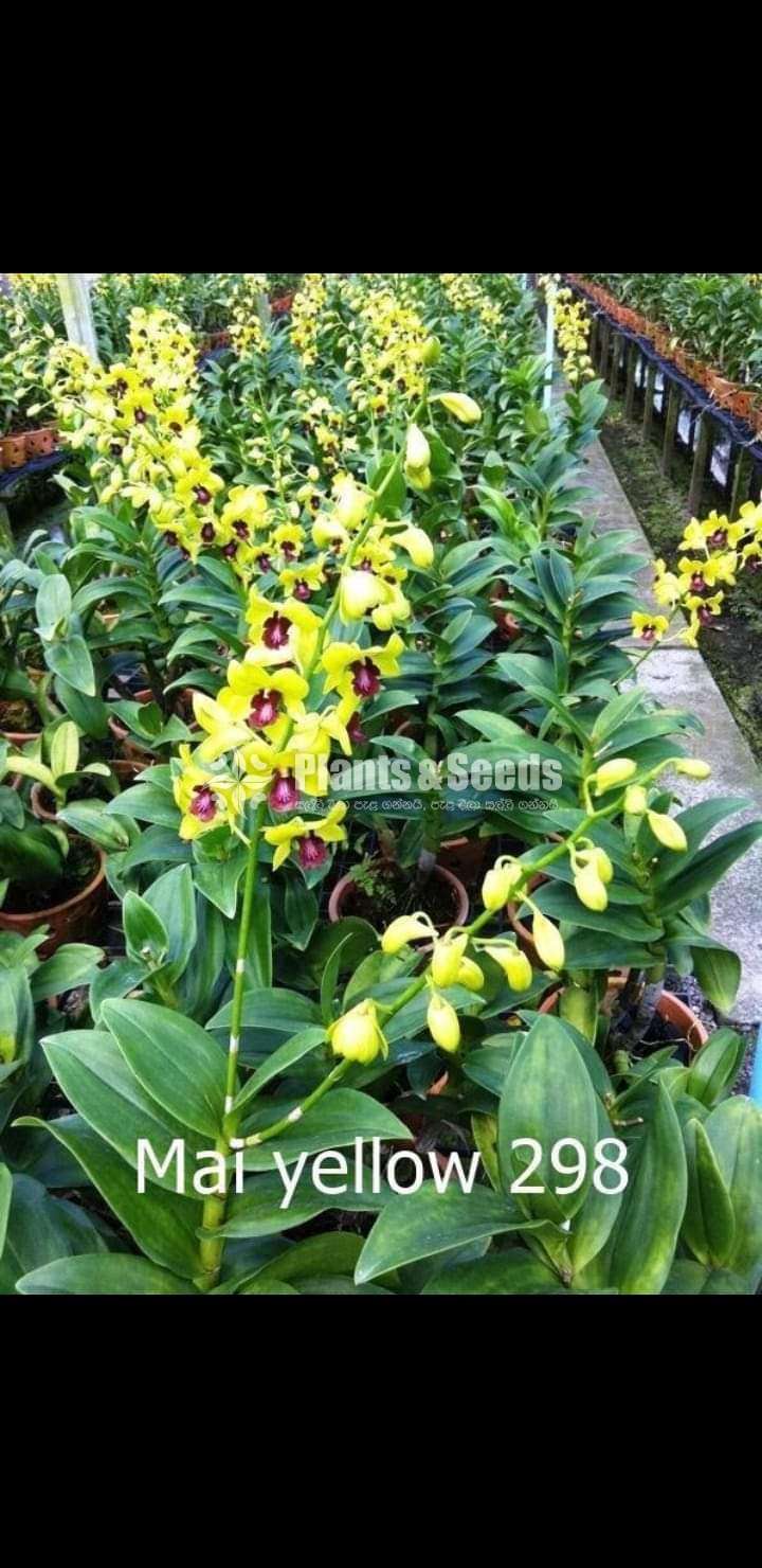 Dendrobium (වර්ණ මිශ්‍ර ඩෙන්ඩ්‍රෝබියම් පැල)