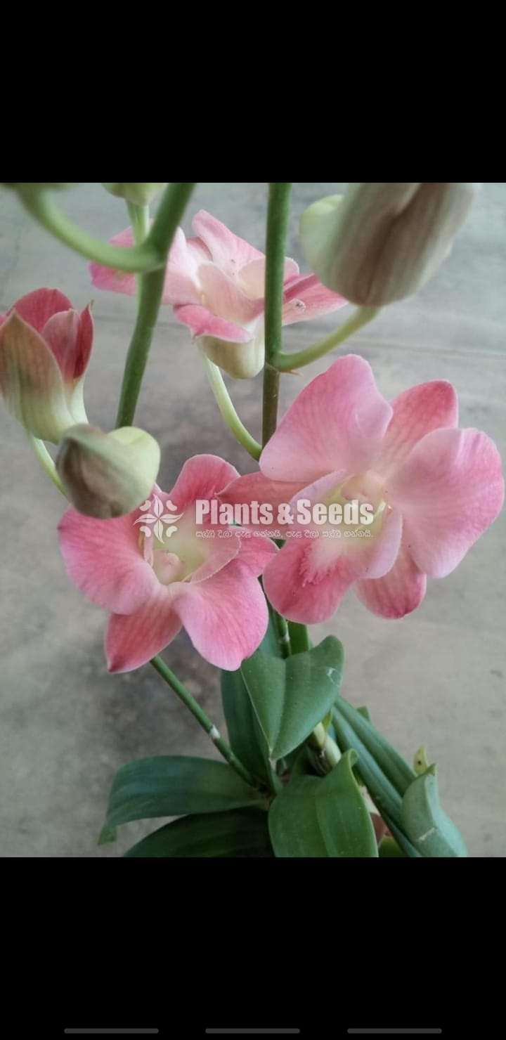 Dendrobium (වර්ණ මිශ්‍ර ඩෙන්ඩ්‍රෝබියම් පැල)