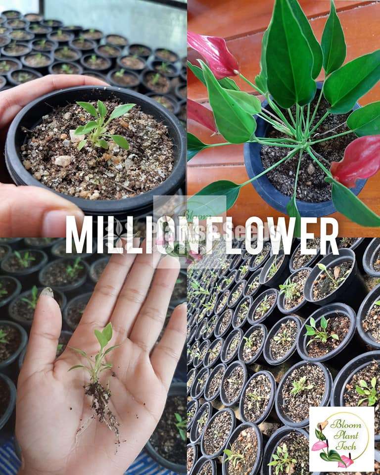 Anthurium -Million Flower