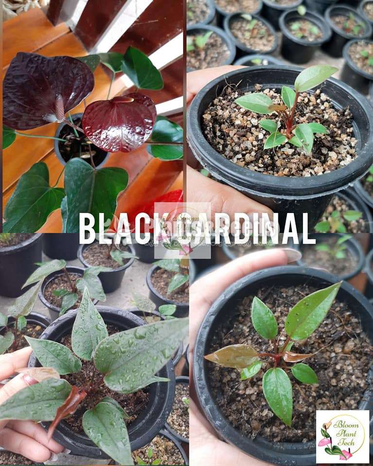 Anthurium Black Cardinal Seed(බ්ලැක් කාර්ඩිනල්)